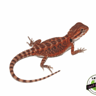 Fire Red Leatherback Bearded Dragon Baby