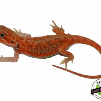 Fire Red Hypo Translucent Bearded Dragon Baby