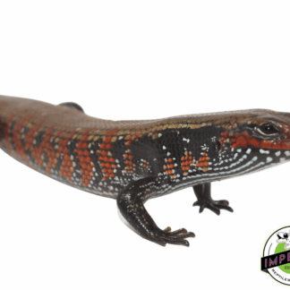 Fire Skink Adult