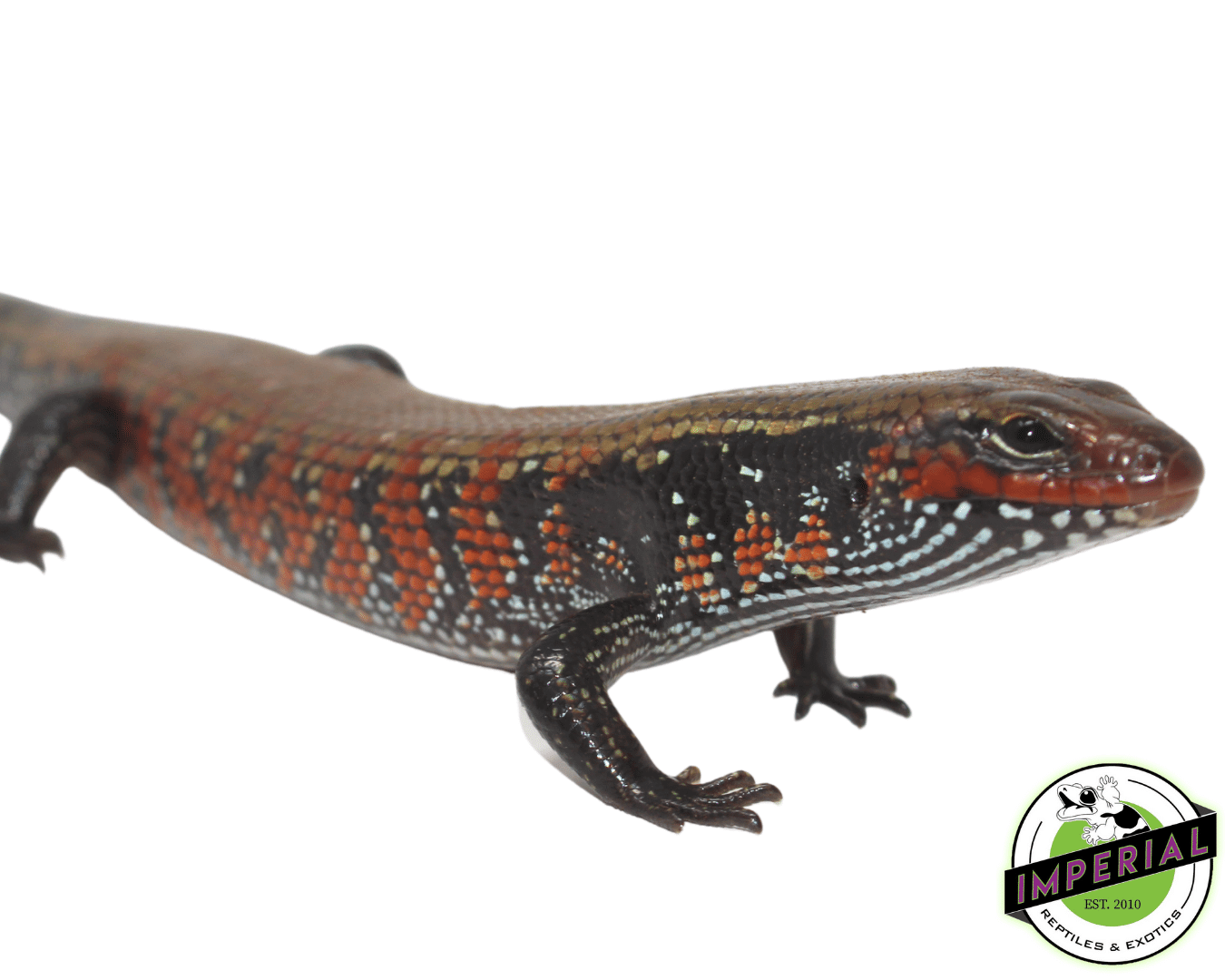 Fire Skink Adult