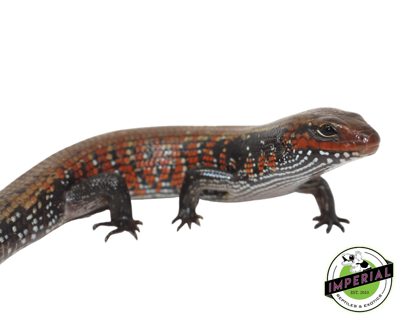 Fire Skink Adult - Image 2