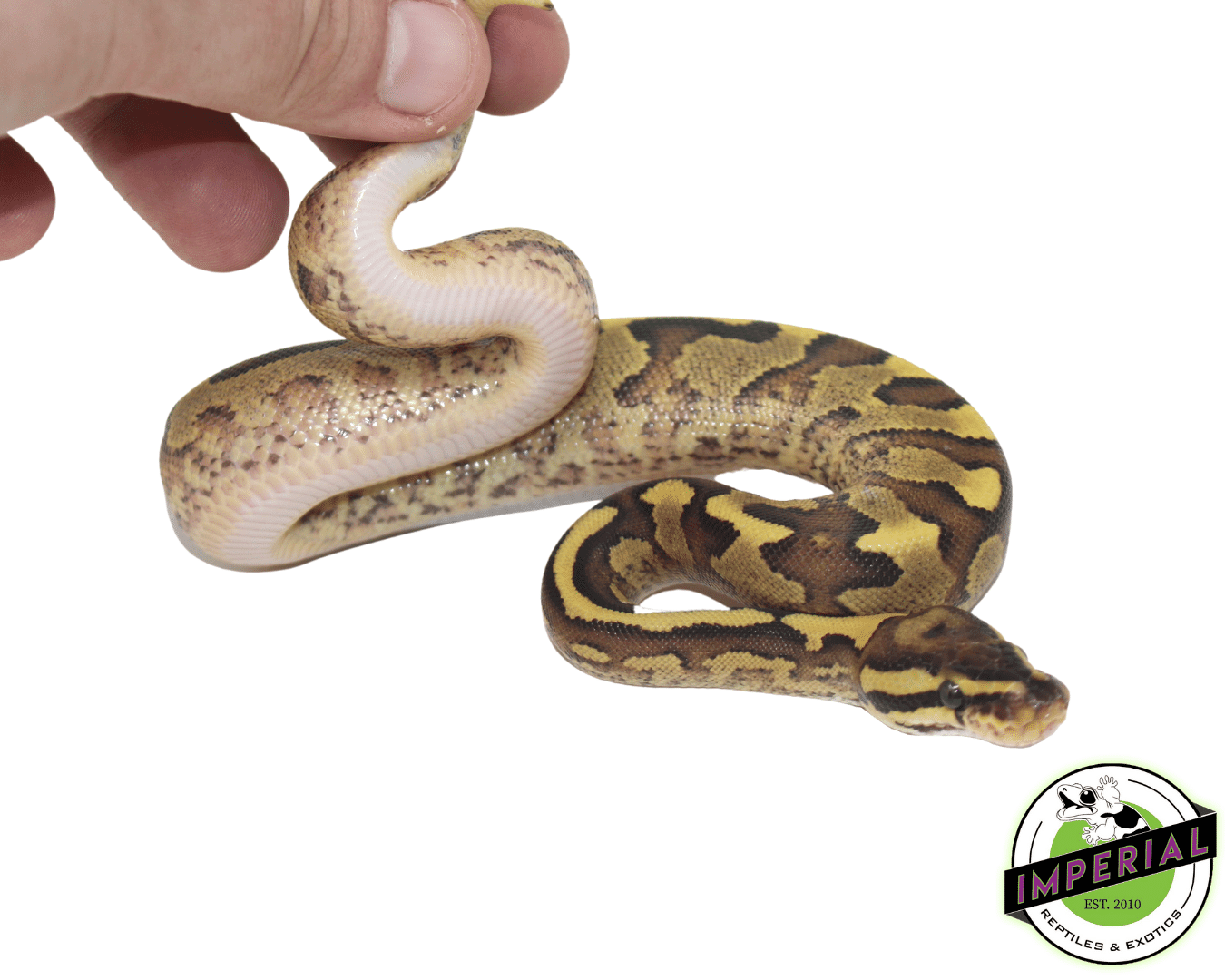 Yellowbelly Fire Ball Python - Image 3