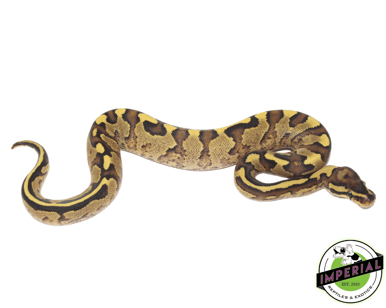 Yellowbelly Fire Ball Python - Image 2