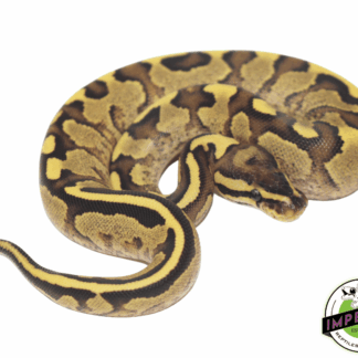 Yellowbelly Fire Ball Python