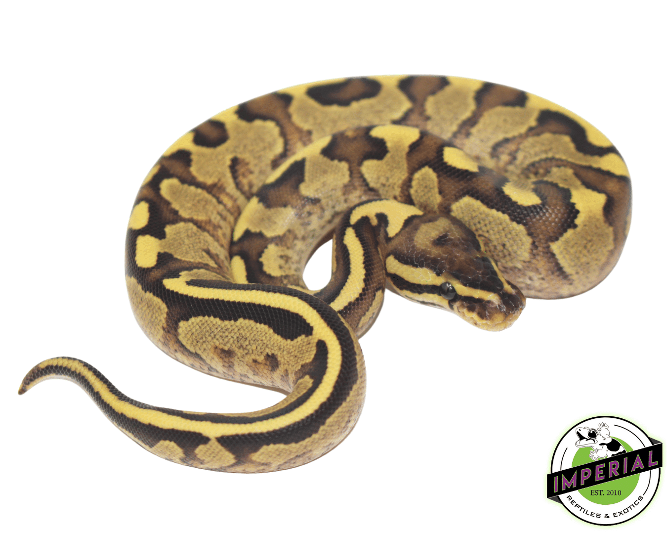 Yellowbelly Fire Ball Python
