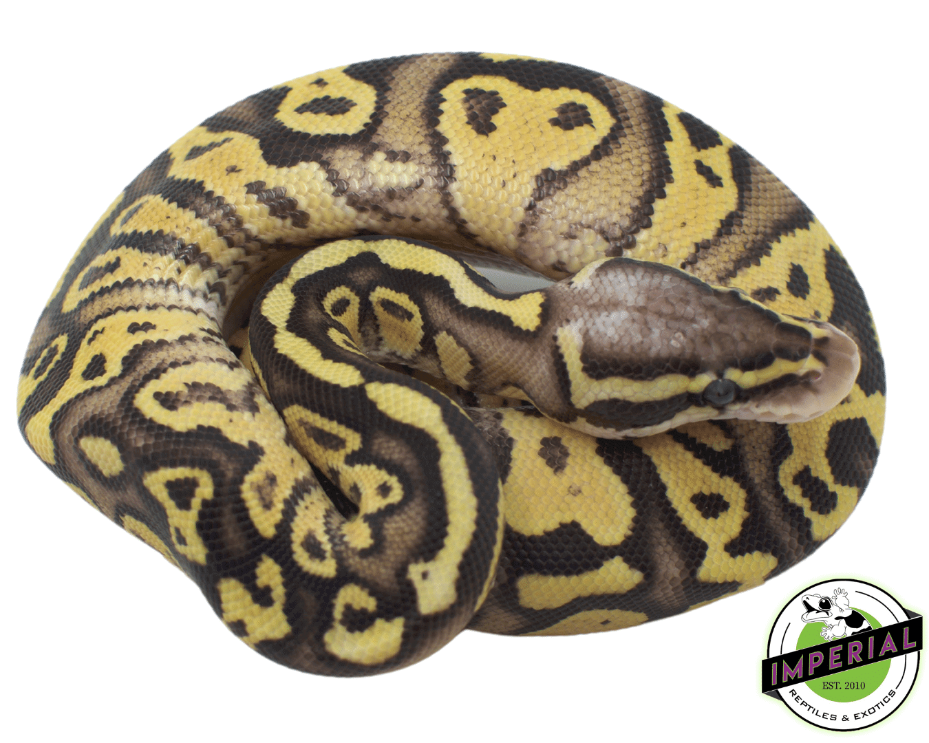 FireFly Ball Python Baby - Image 2