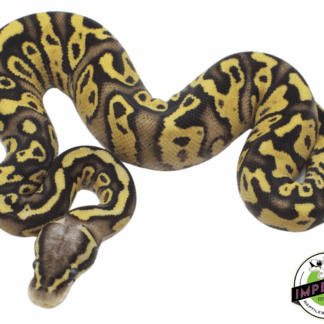 FireFly Ball Python Baby