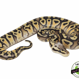 Firefly Gravel Ball Python