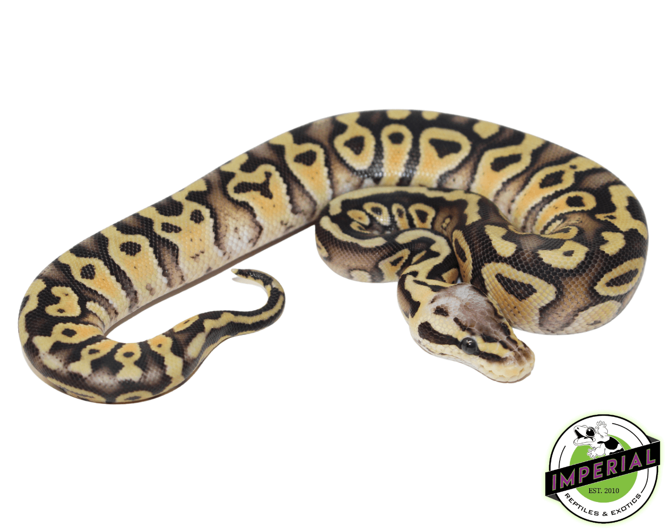 Firefly Gravel Ball Python