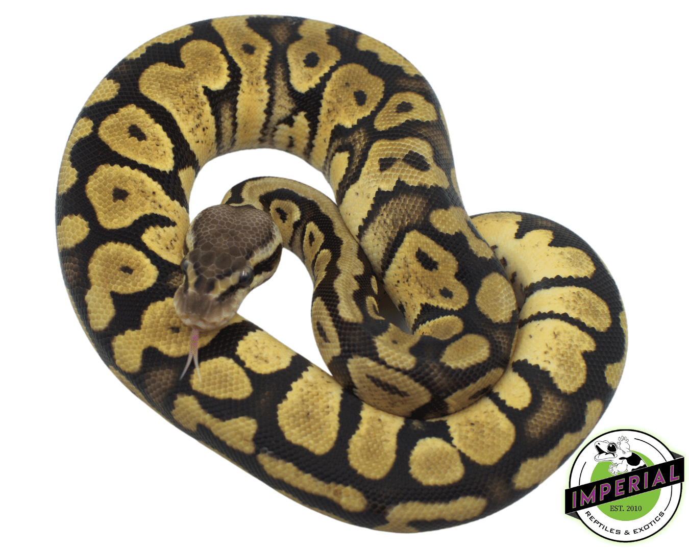 FireFly Yellowbelly Ball Python - Image 2