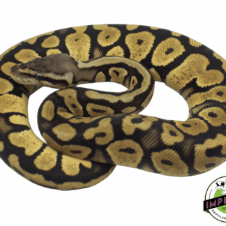 FireFly Yellowbelly Ball Python