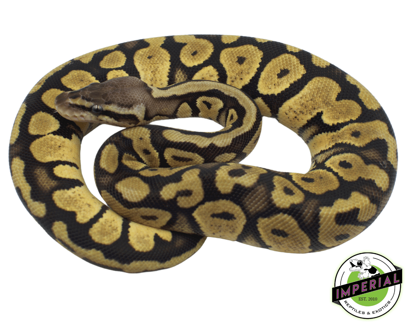 FireFly Yellowbelly Ball Python
