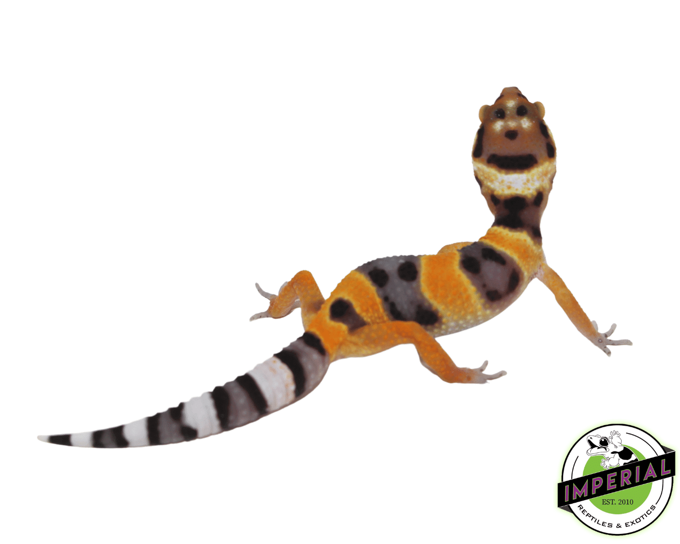 Calico Firefox Leopard Gecko - Image 2