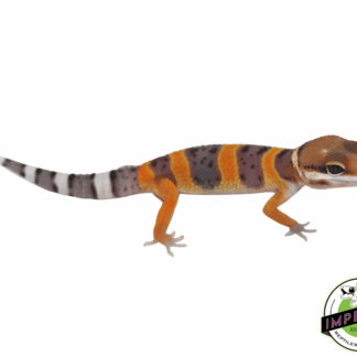 Calico Firefox Leopard Gecko