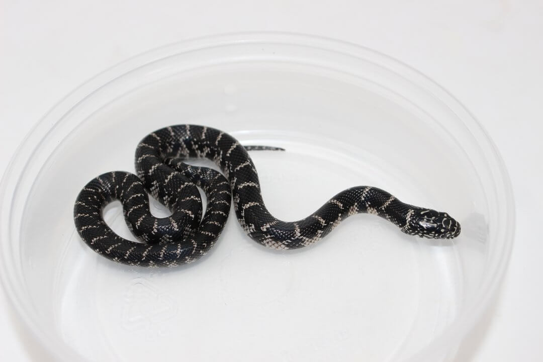 Anery Florida Kingsnake Baby - Image 2