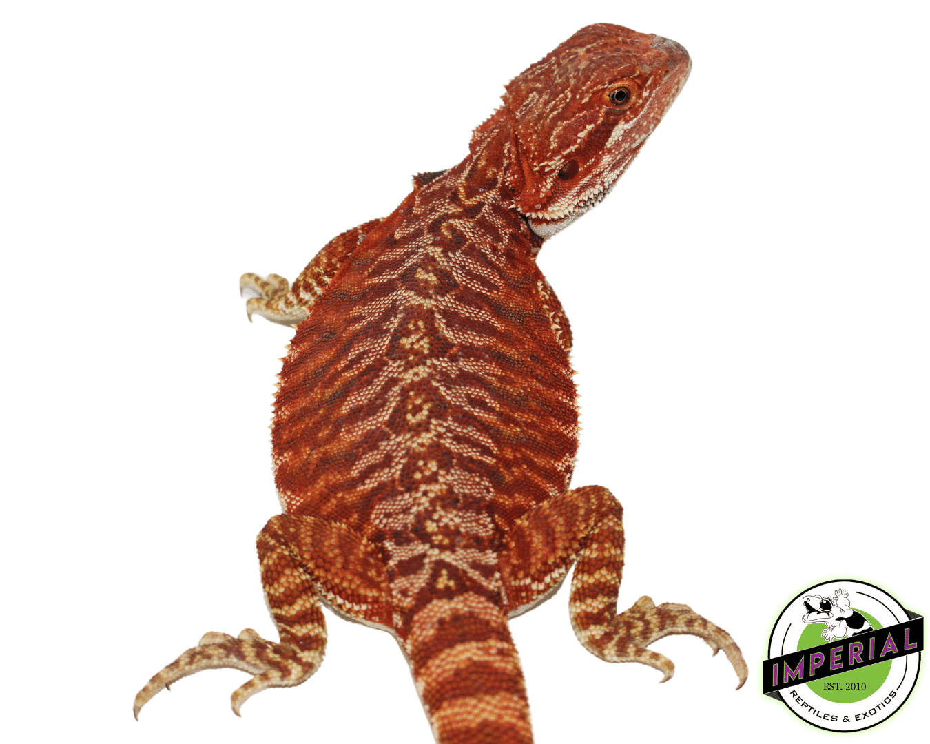 "Super Flame" Red Leatherback Bearded Dragon Male #11223-01 - Image 2