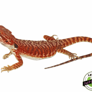 "Super Flame" Red Leatherback Bearded Dragon Male #11223-01