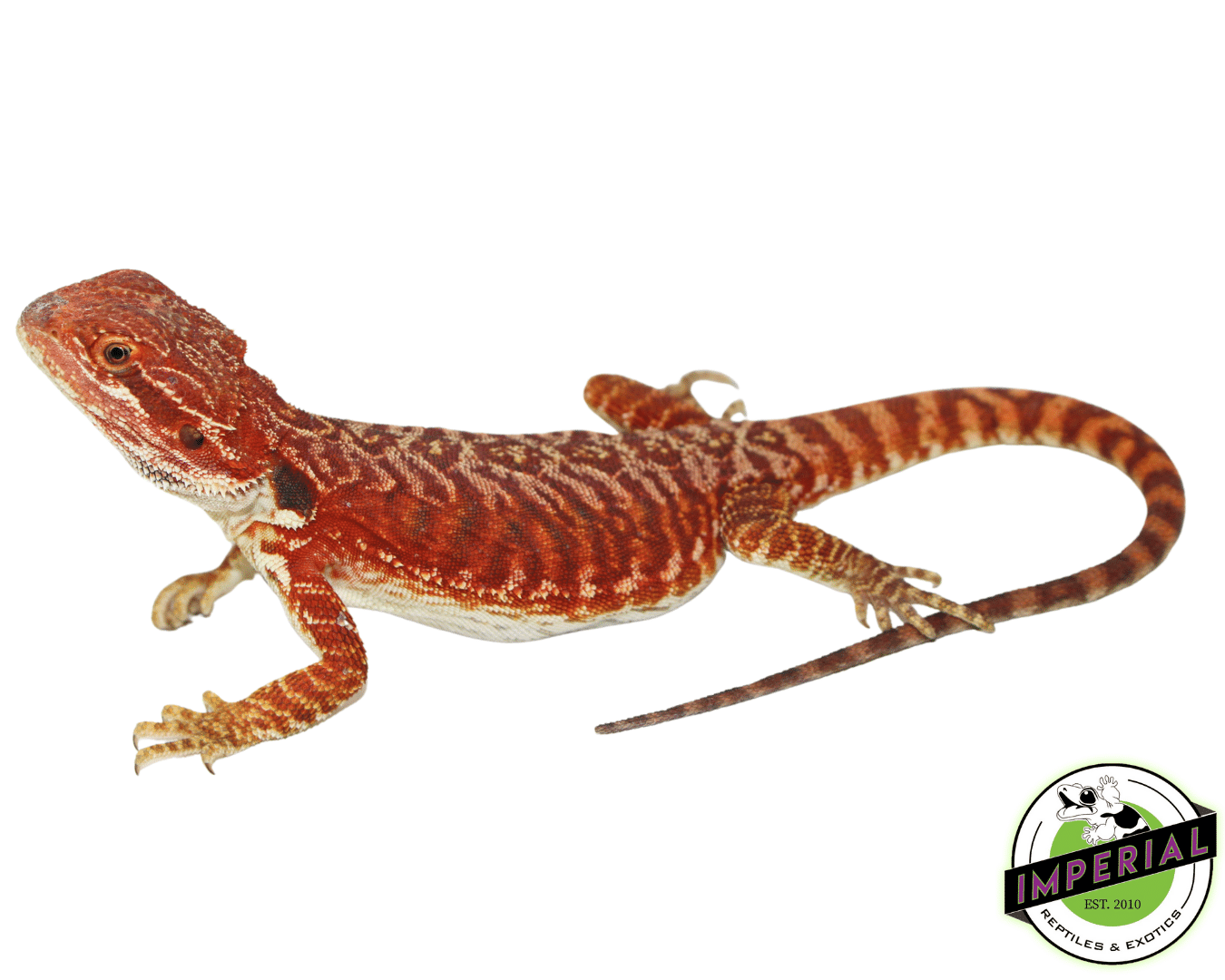 "Super Flame" Red Leatherback Bearded Dragon Male #11223-01