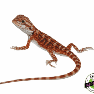 Flame Bearded Dragon