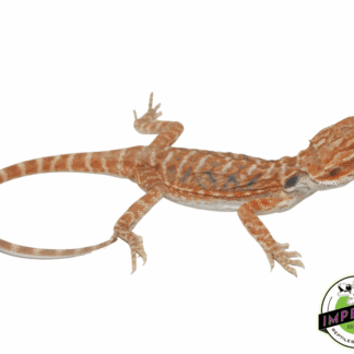 Flame Hypo Bearded Dragon Baby