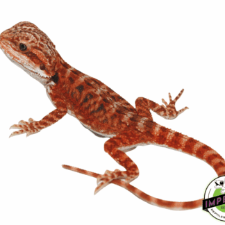 Flame Leatherback Bearded Dragon