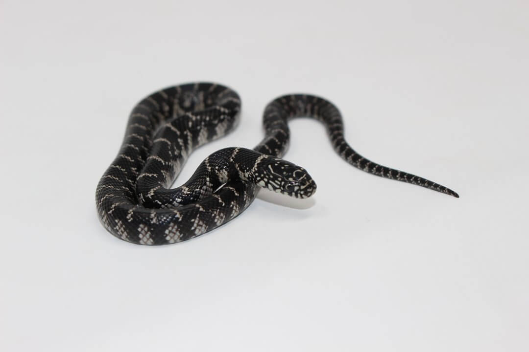 Anery Florida Kingsnake Baby - Image 3