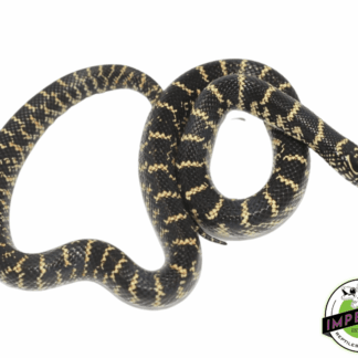 Florida Kingsnake Baby