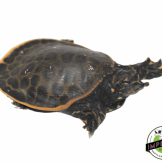 Florida Softshell Turtle Baby