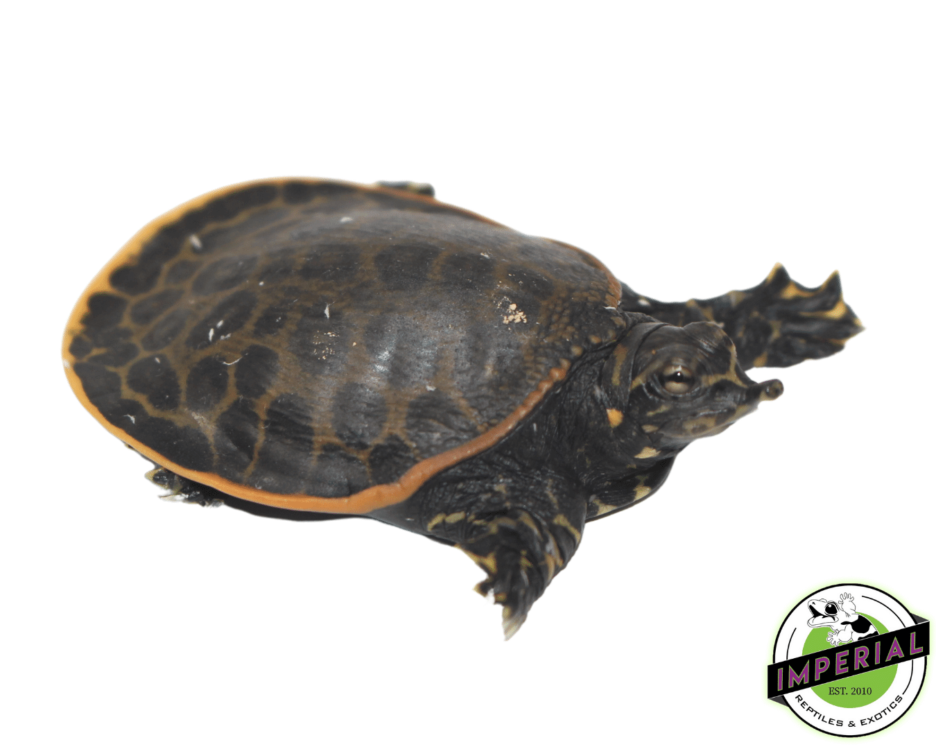 Florida Softshell Turtle Baby