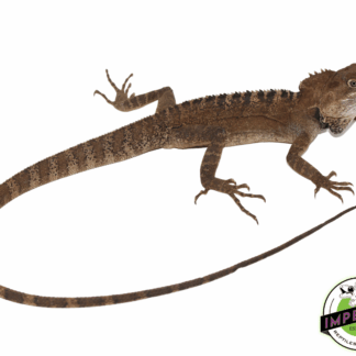 Northern Forest Dragon