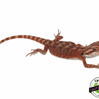 Fuego Red Bearded Dragon