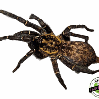 Gabon Blue Dwarf Baboon Tarantula (Heterothele gabonsis)