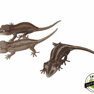 Color Striped Gargoyle Gecko Baby