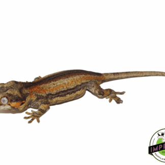 Yellow Base Red/Orange Stripe Gargoyle Gecko Baby