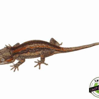 Yellow Base Orange Stripe Gargoyle Gecko Baby