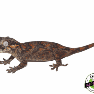 Reticulated Gargoyle Gecko