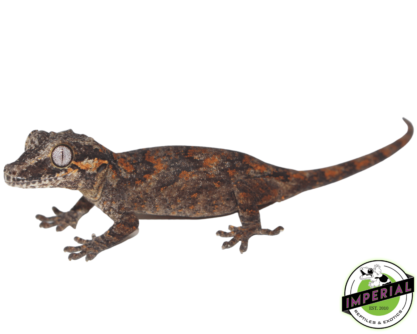 Reptile Laws by State: What You Must Know