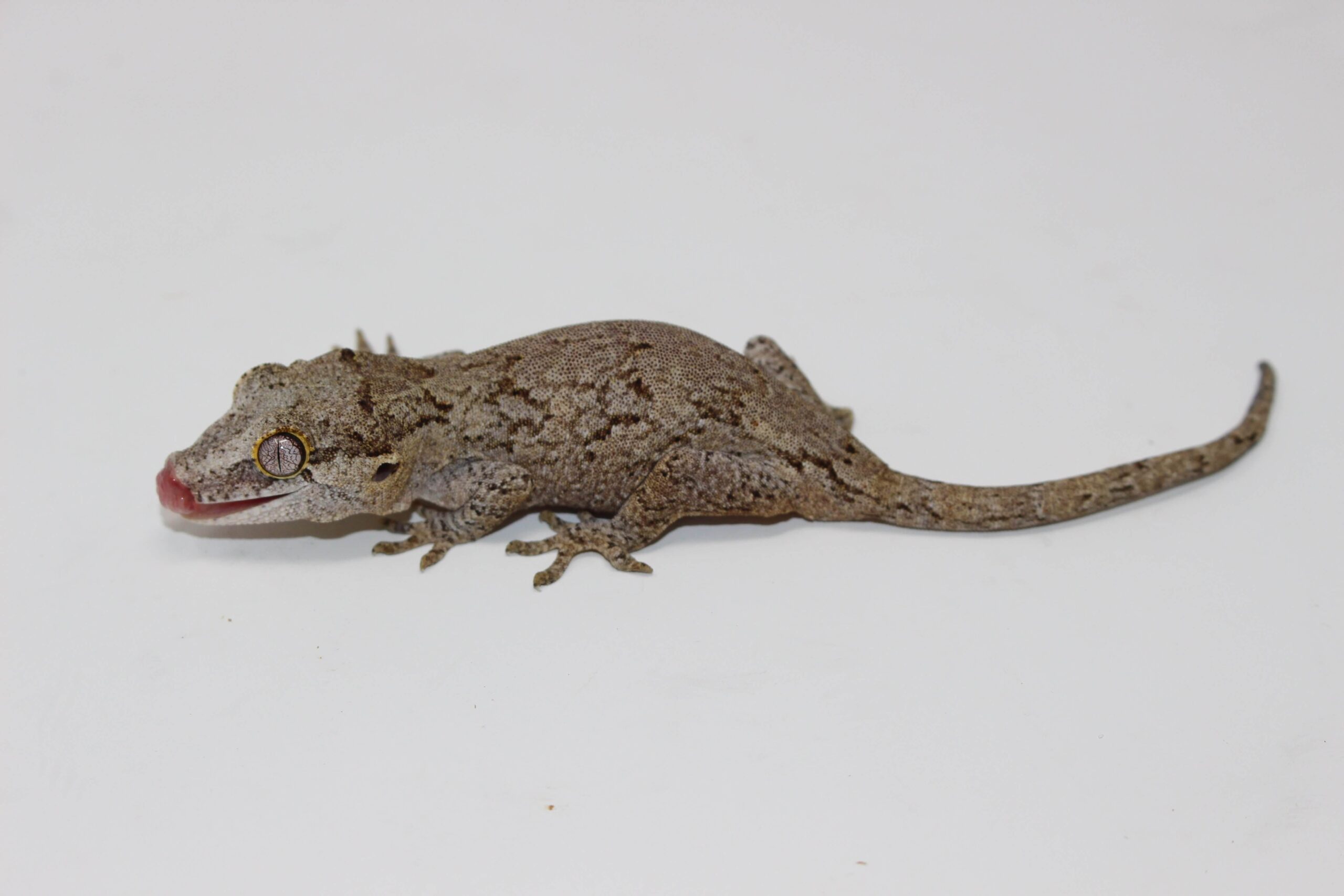 Gargoyle Gecko Baby - Image 2