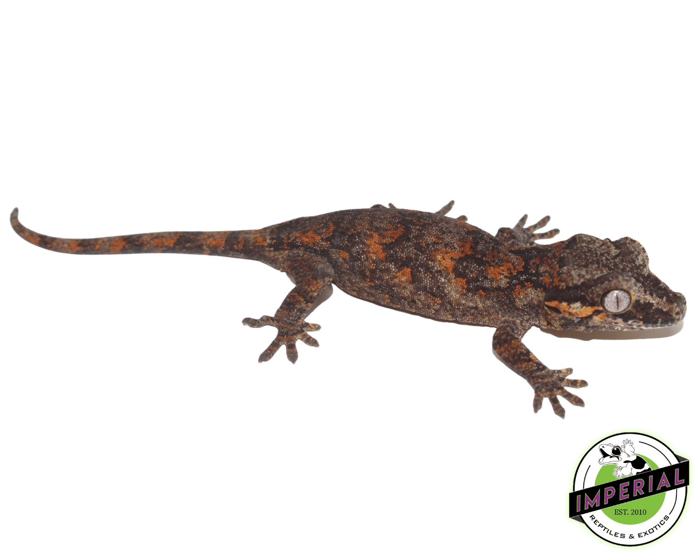 Reticulated Gargoyle Gecko - Image 2