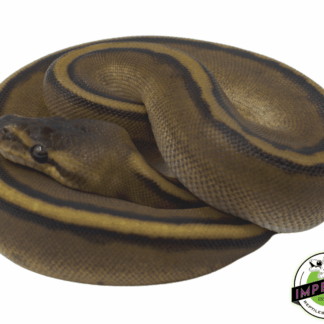 Genetic Stripe Ball Python