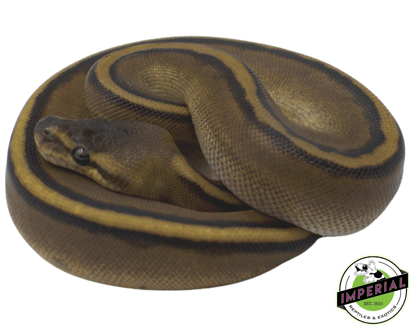 Genetic Stripe Ball Python