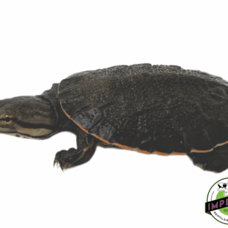 Geoffroy's Sideneck Turtle