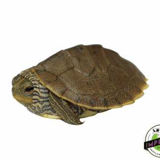 Geographic Map Turtle Baby