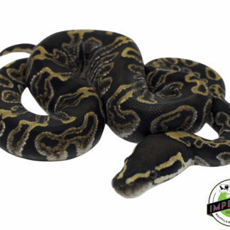GHI Ball Python Baby