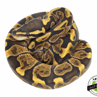 GHI Enchi Ball Python