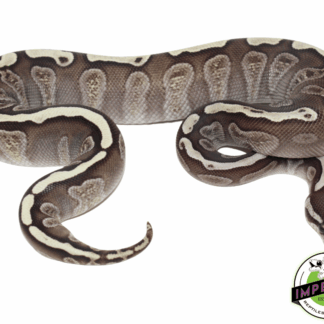 GHI Lesser Ball Python Baby