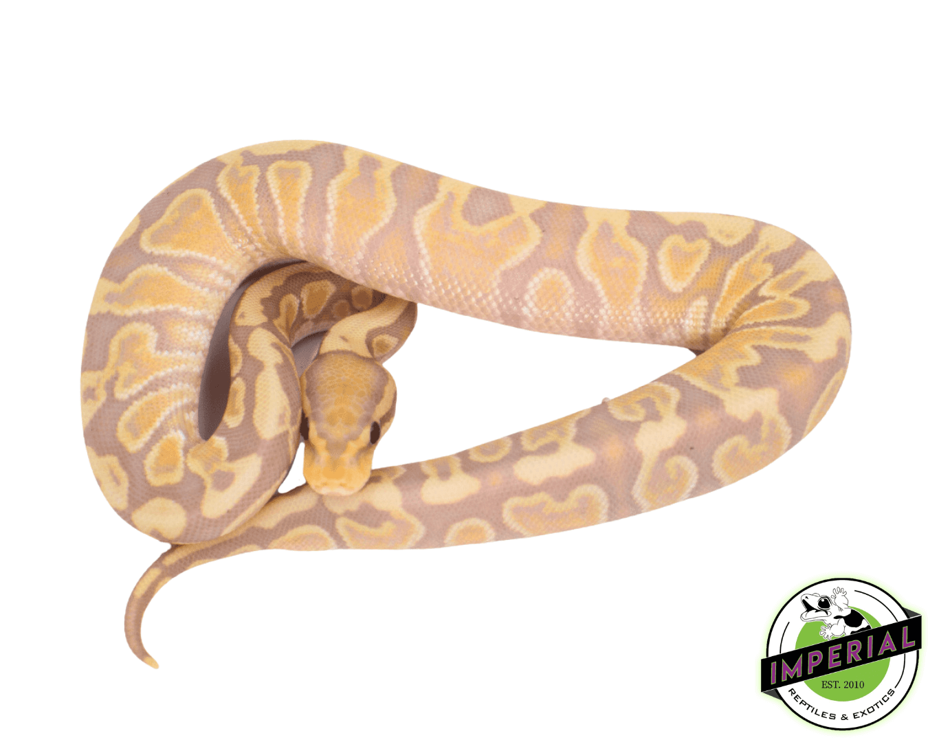 Banana GHI Fire Ball Python - Image 2