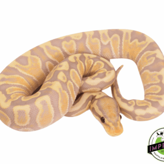 Banana GHI Fire Ball Python