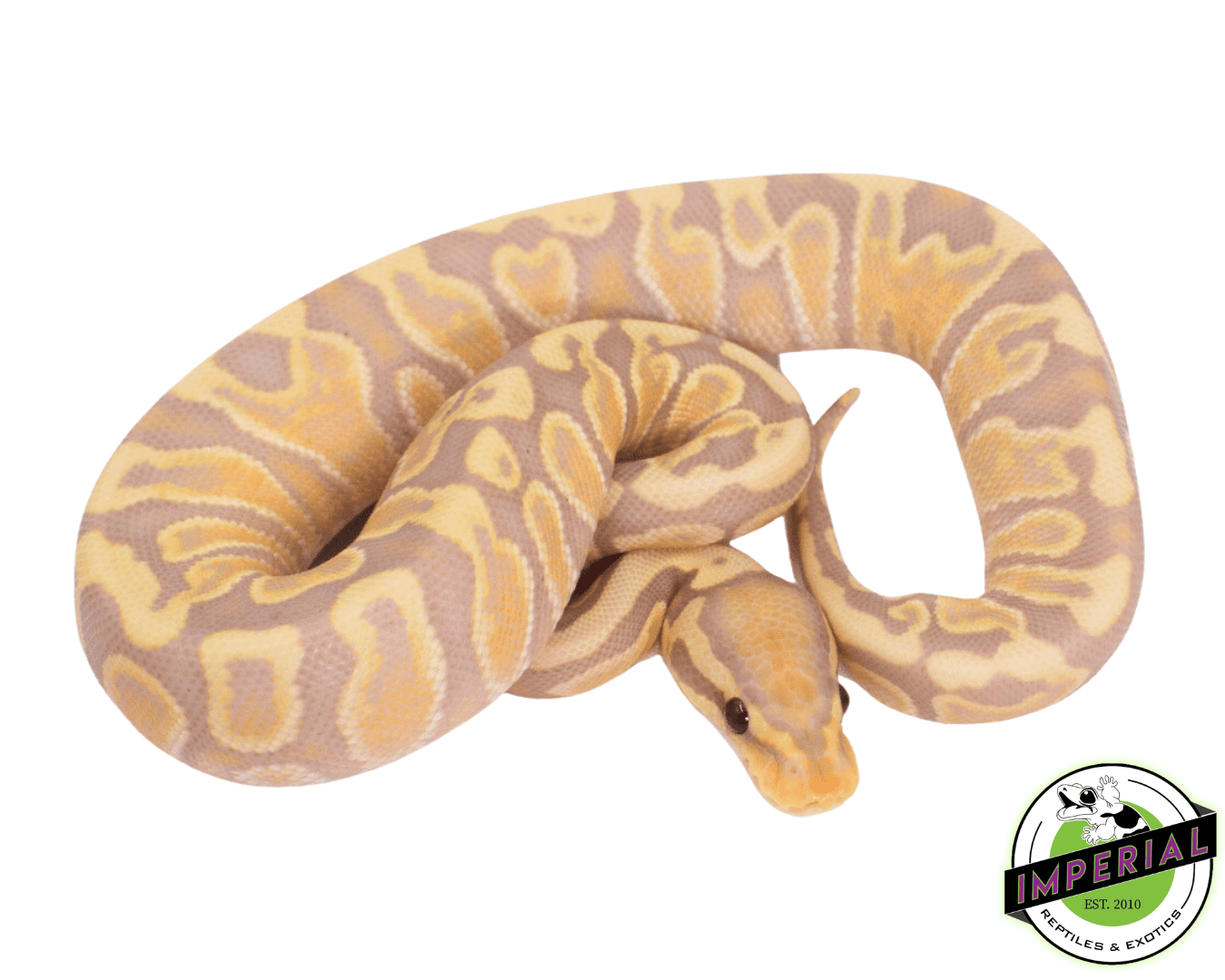Banana GHI Fire Ball Python