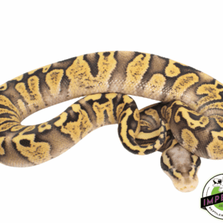 GHI Firefly Ball Python